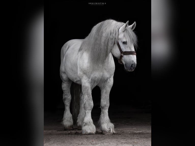 Autres chevaux de trait Étalon Gris in Kwilno