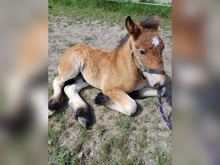 Autres chevaux de trait Étalon Poulain (01/2024) in Wienrode