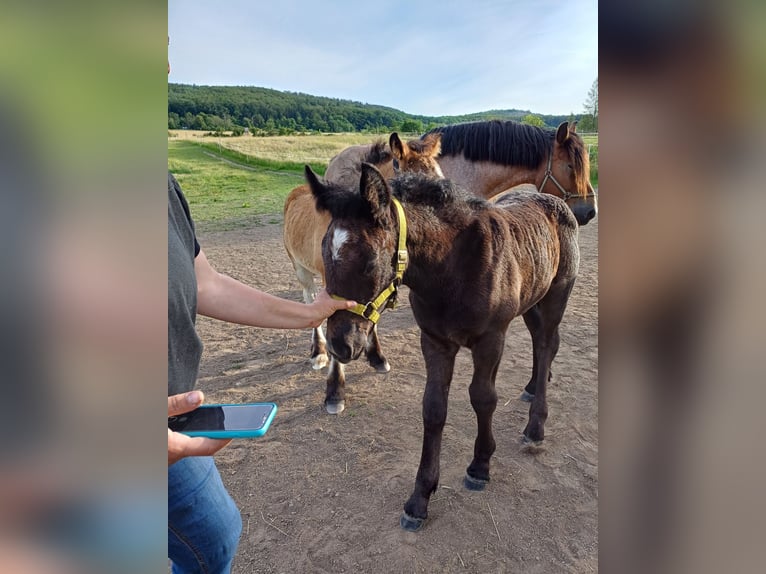 Autres chevaux de trait Étalon Poulain (01/2024) in Wienrode