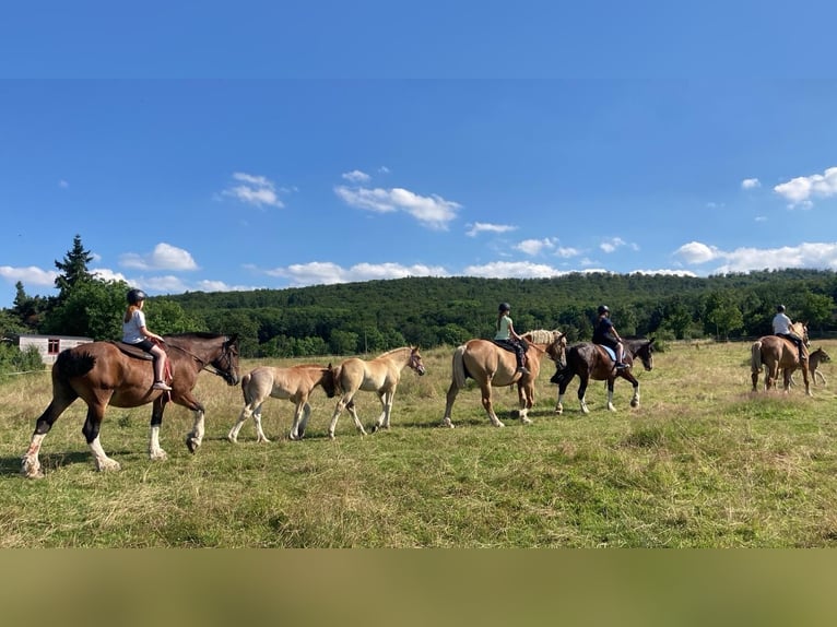 Autres chevaux de trait Étalon Poulain (01/2024) in Wienrode