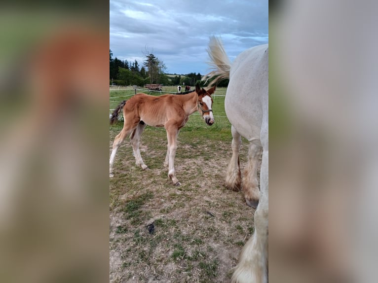 Autres chevaux de trait Étalon Poulain (01/2024) in Wienrode