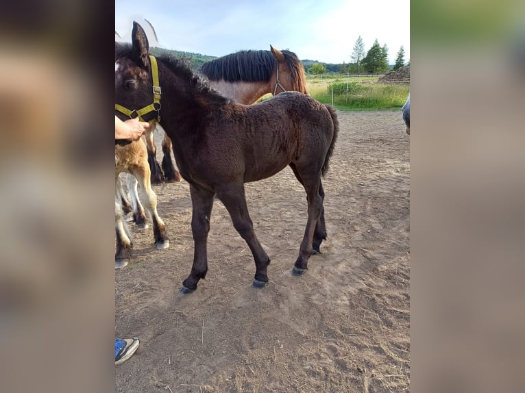 Autres chevaux de trait Étalon Poulain (01/2024) in Wienrode