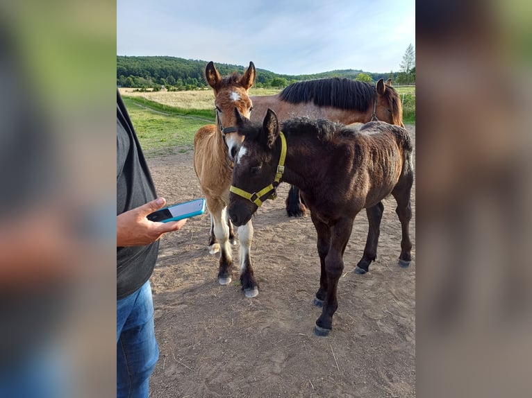 Autres chevaux de trait Étalon Poulain (01/2024) in Wienrode