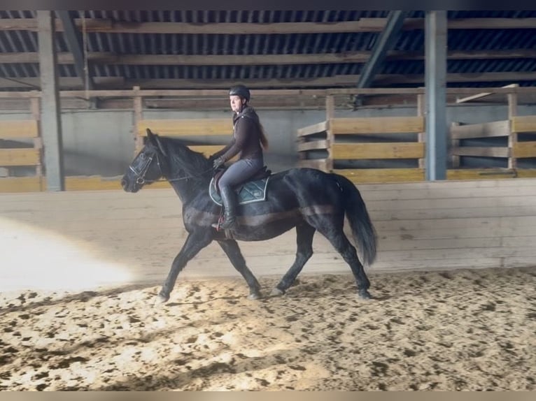 Autres chevaux de trait Hongre 10 Ans 160 cm Noir in Pelmberg