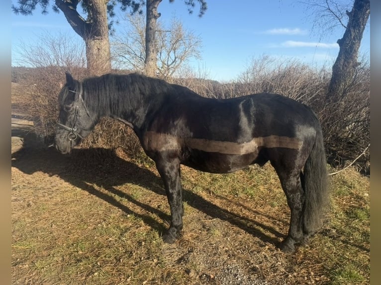 Autres chevaux de trait Hongre 10 Ans 160 cm Noir in Pelmberg