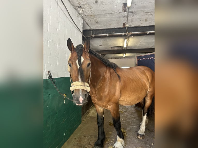 Autres chevaux de trait Hongre 10 Ans 169 cm Bai in Harsewinkel