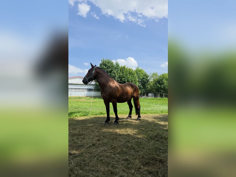 Autres chevaux de trait Croisé Hongre 11 Ans 150 cm Bai in Immenstadt im Allgäu