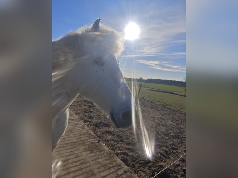 Autres chevaux de trait Hongre 11 Ans 154 cm Gris in Kasseedorf