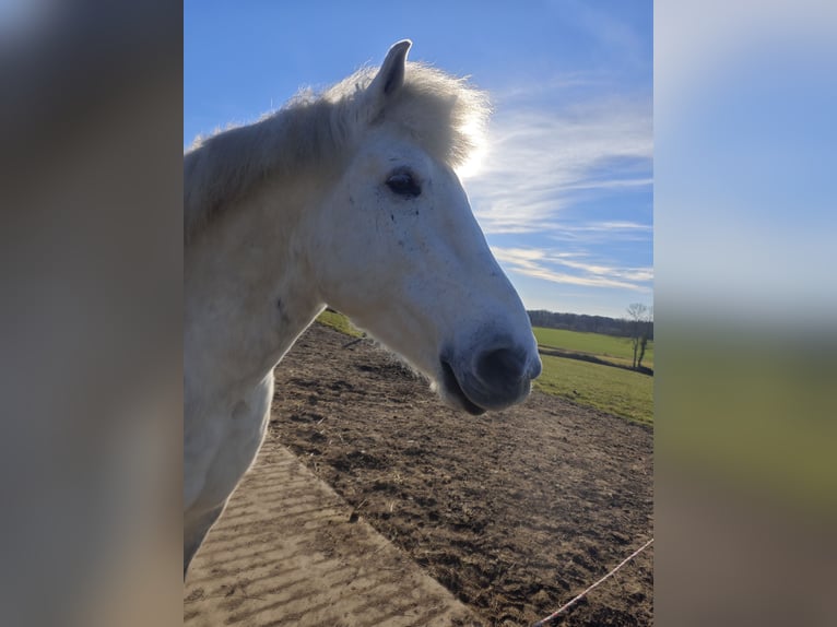 Autres chevaux de trait Hongre 11 Ans 154 cm Gris in Kasseedorf