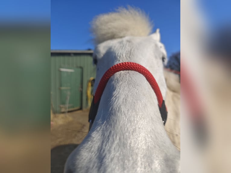 Autres chevaux de trait Hongre 11 Ans 154 cm Gris in Kasseedorf