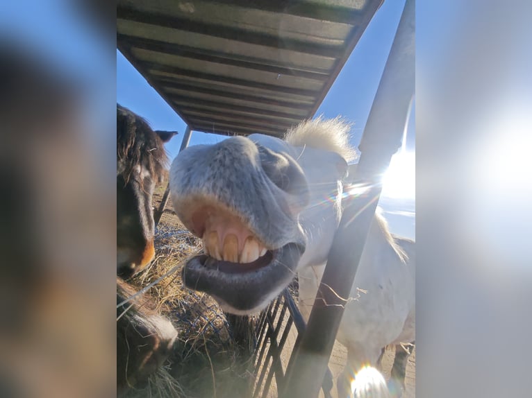 Autres chevaux de trait Hongre 11 Ans 154 cm Gris in Kasseedorf