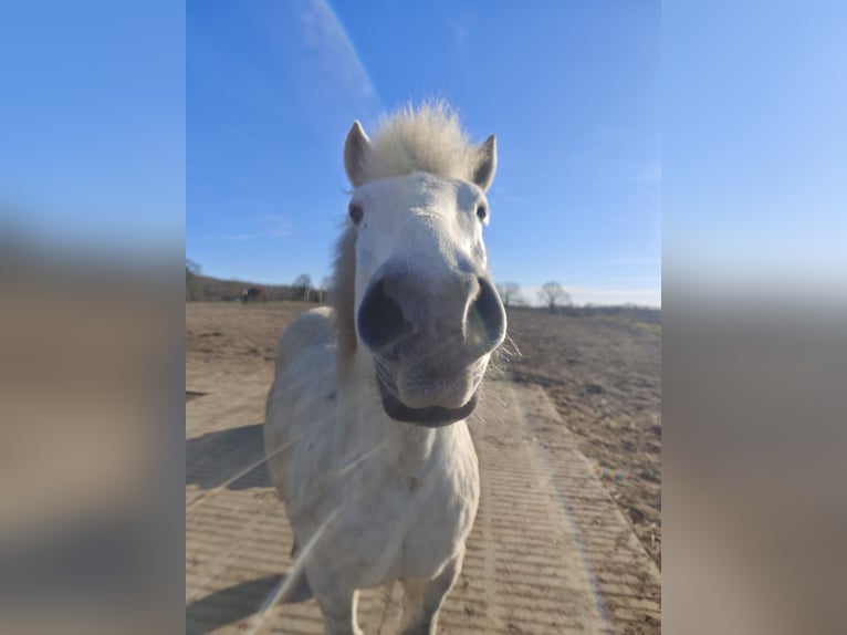 Autres chevaux de trait Hongre 11 Ans 154 cm Gris in Kasseedorf