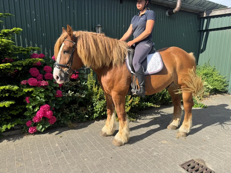 Autres chevaux de trait Hongre 12 Ans 160 cm Alezan in Süderlügum