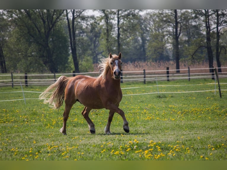 Autres chevaux de trait Croisé Hongre 12 Ans 163 cm Alezan in Liebenwalde