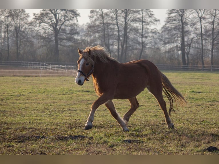 Autres chevaux de trait Croisé Hongre 12 Ans 163 cm Alezan in Liebenwalde
