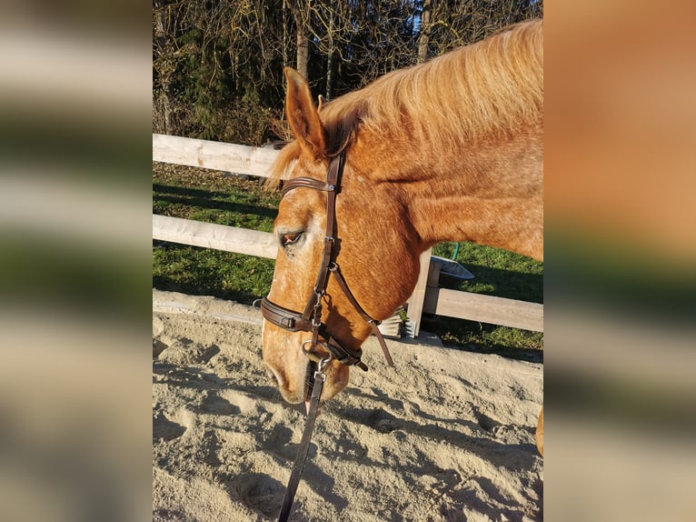 Autres chevaux de trait Croisé Hongre 12 Ans 175 cm Alezan in Freistadt