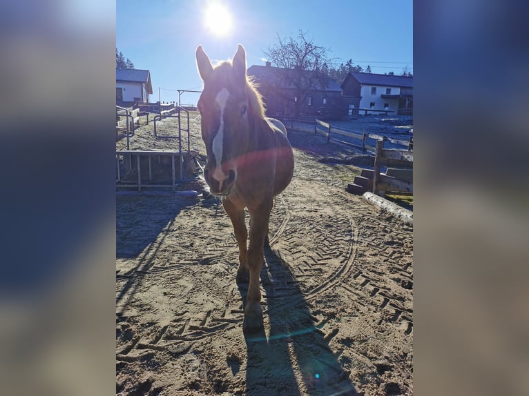 Autres chevaux de trait Croisé Hongre 12 Ans 175 cm Alezan in Freistadt