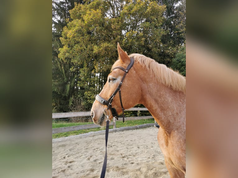 Autres chevaux de trait Croisé Hongre 12 Ans 175 cm Alezan in Freistadt