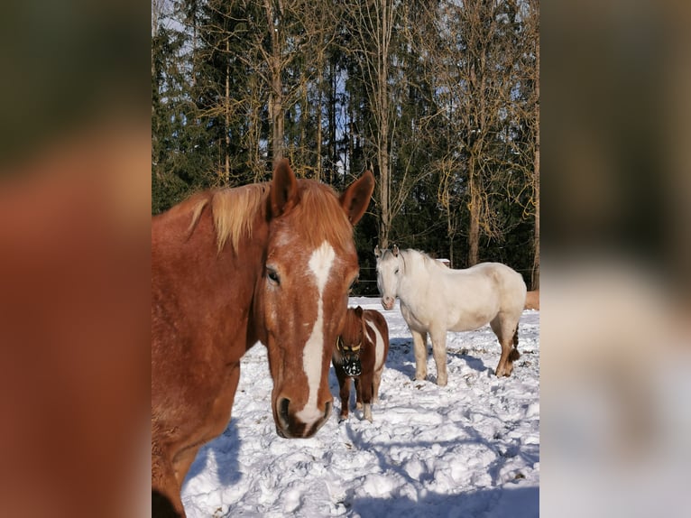 Autres chevaux de trait Croisé Hongre 12 Ans 175 cm Alezan in Freistadt