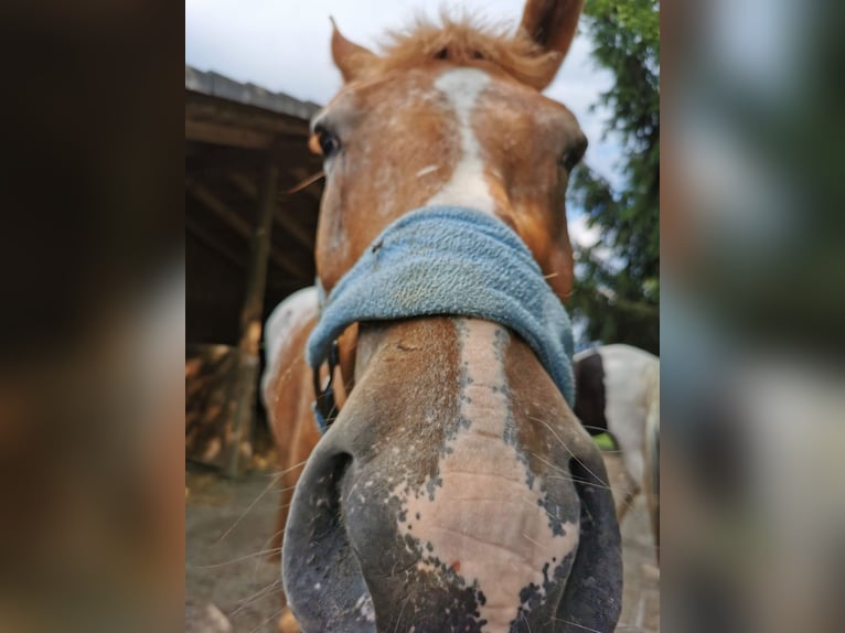 Autres chevaux de trait Croisé Hongre 12 Ans 175 cm Alezan in Freistadt