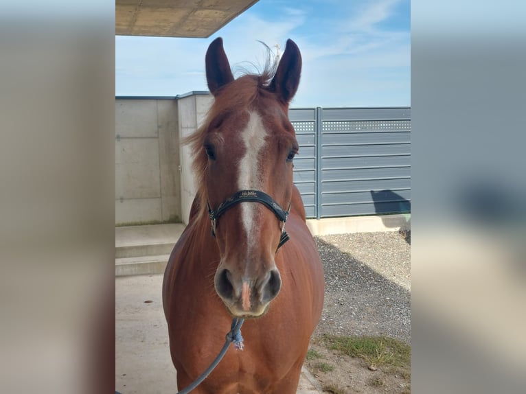 Autres chevaux de trait Croisé Hongre 14 Ans 157 cm Alezan in Jöß