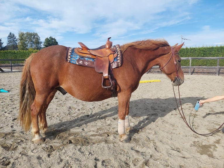 Autres chevaux de trait Croisé Hongre 14 Ans 157 cm Alezan in Jöß