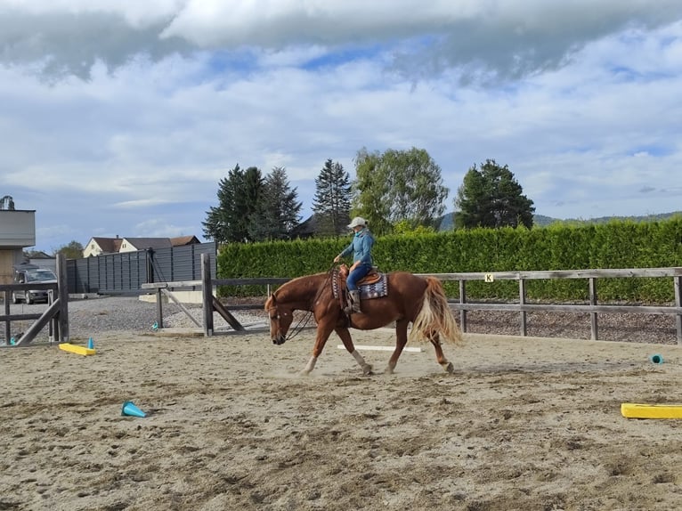 Autres chevaux de trait Croisé Hongre 14 Ans 157 cm Alezan in Jöß