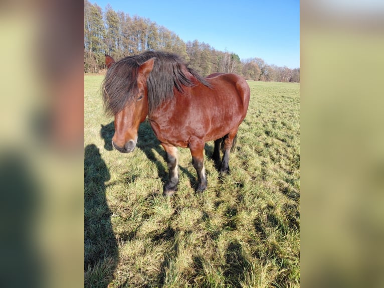 Autres chevaux de trait Hongre 15 Ans 160 cm Bai in L&#xFC;bbenau
