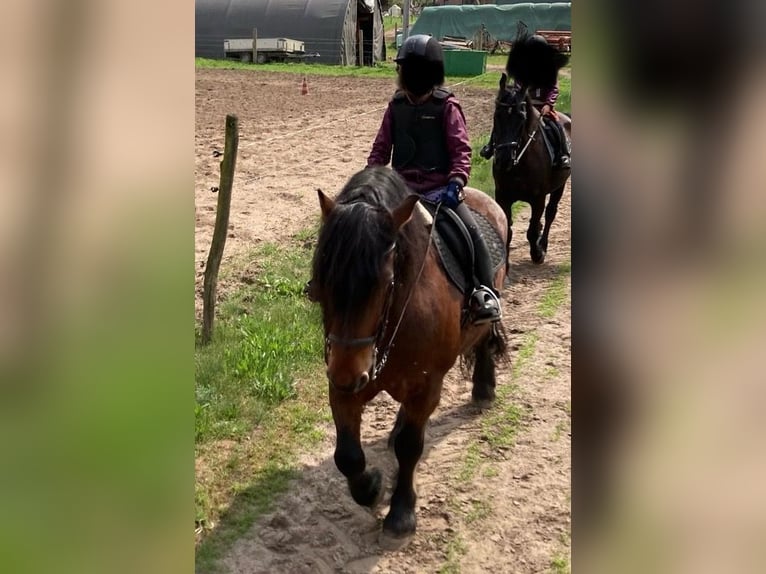 Autres chevaux de trait Hongre 15 Ans 160 cm Bai in L&#xFC;bbenau