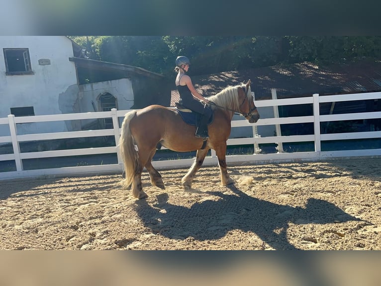Autres chevaux de trait Hongre 15 Ans 165 cm Alezan in Morsbach