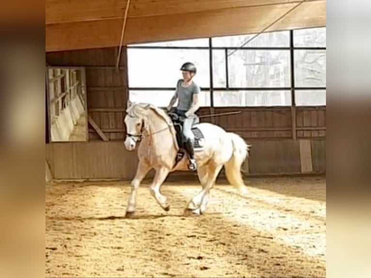 Autres chevaux de trait Hongre 16 Ans 155 cm Palomino in Lupendorf