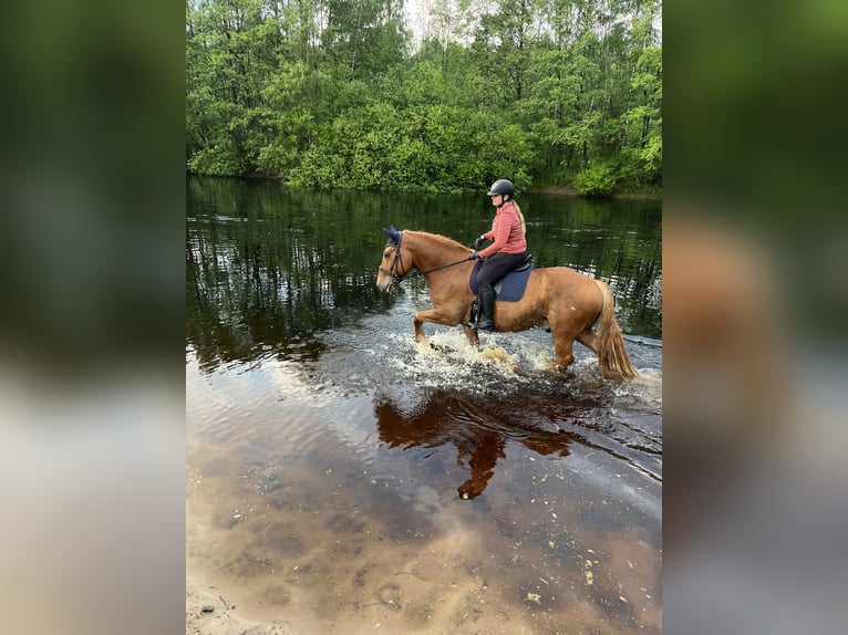 Autres chevaux de trait Hongre 16 Ans 166 cm Alezan in Böklund