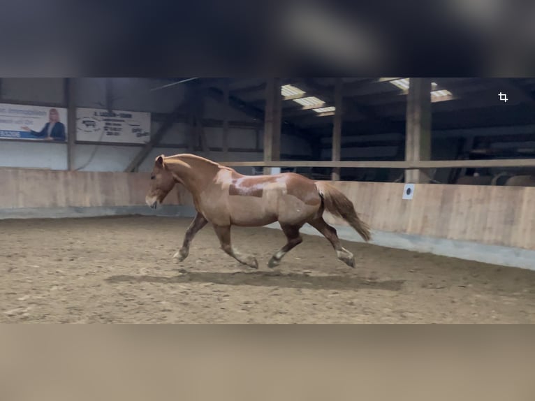 Autres chevaux de trait Hongre 16 Ans 166 cm Alezan in Böklund