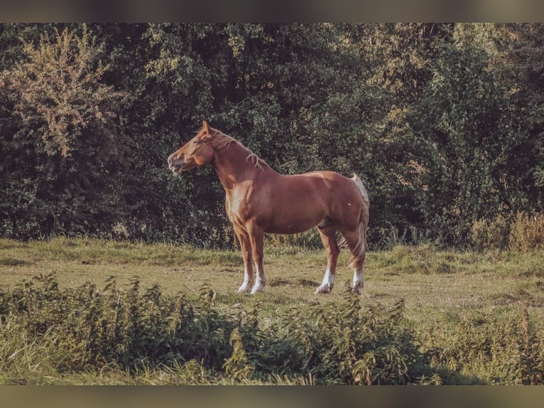 Autres chevaux de trait Hongre 16 Ans 166 cm Alezan in Böklund