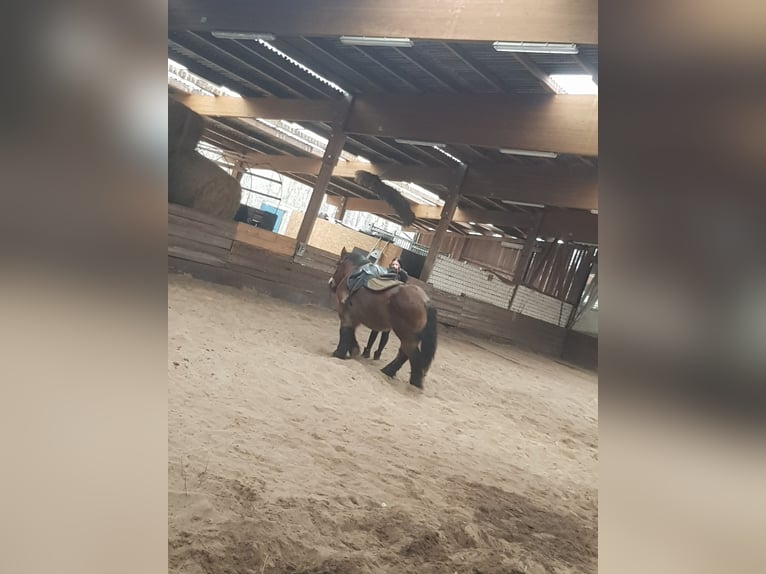 Autres chevaux de trait Hongre 22 Ans 160 cm Bai in Storkow Markt Schwerin