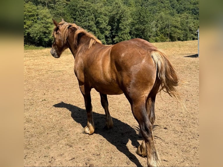 Autres chevaux de trait Croisé Hongre 2 Ans 155 cm  in Daleiden