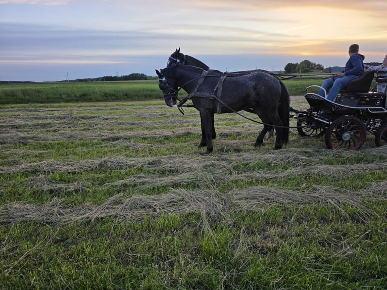 Autres chevaux de trait Croisé Hongre 2 Ans 161 cm Léopard in Lipno