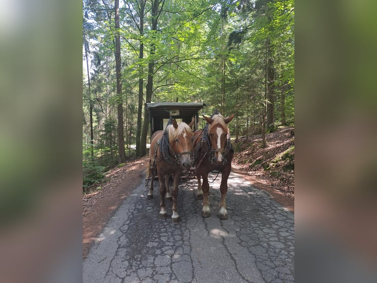 Autres chevaux de trait Hongre 2 Ans Alezan brûlé in Bad Kötzting