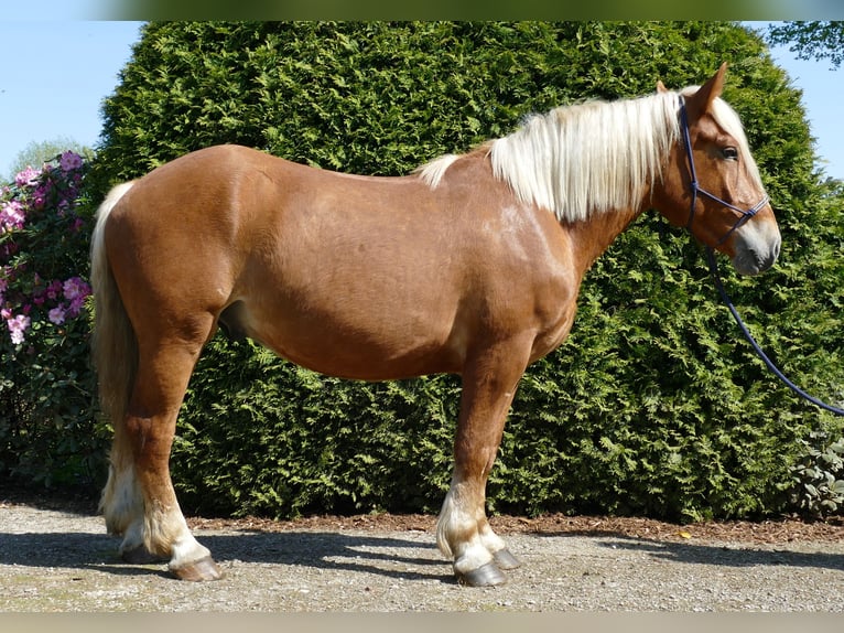 Autres chevaux de trait Hongre 3 Ans 153 cm Alezan in Lathen