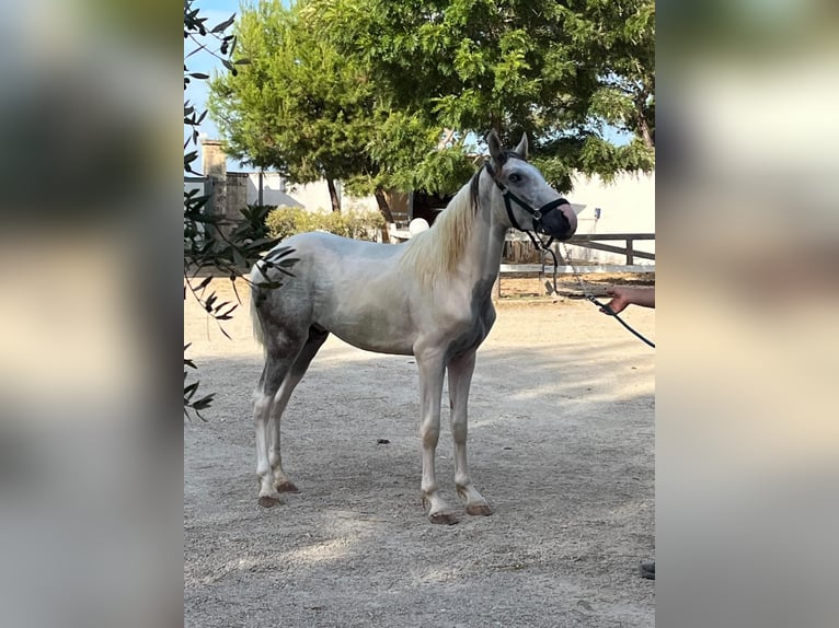 Autres chevaux de trait Hongre 3 Ans 154 cm Gris in Collepasso