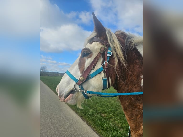 Autres chevaux de trait Hongre 3 Ans 154 cm Pinto in Linkenbach