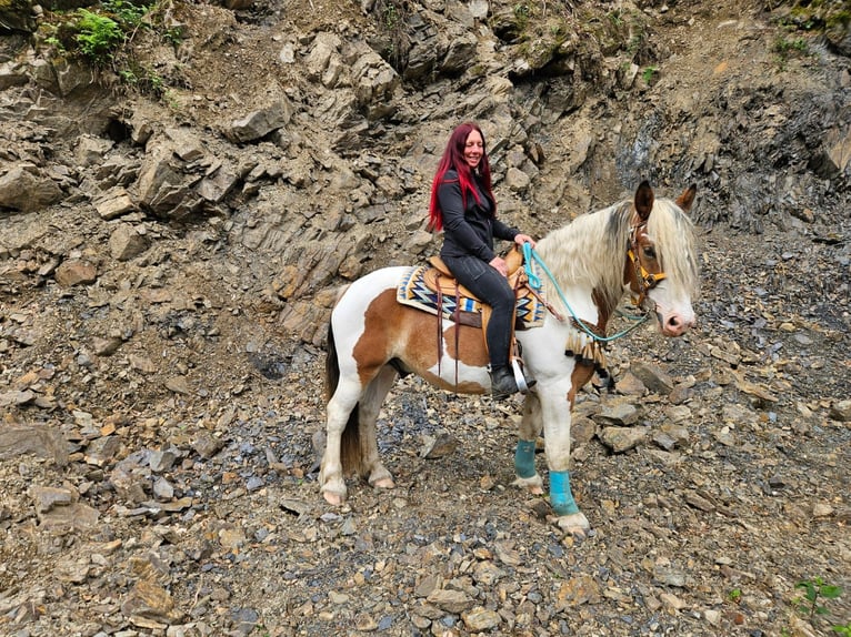 Autres chevaux de trait Hongre 3 Ans 154 cm Pinto in Linkenbach