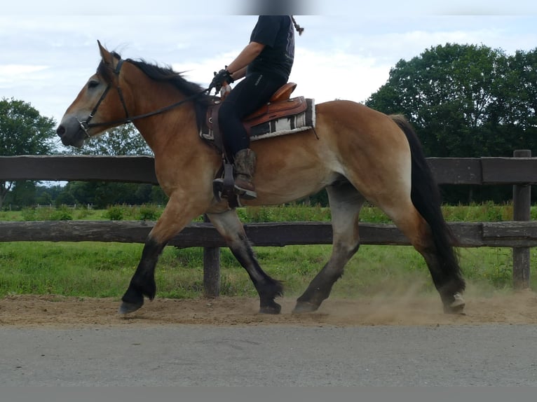 Autres chevaux de trait Hongre 3 Ans 156 cm Bai in Lathen