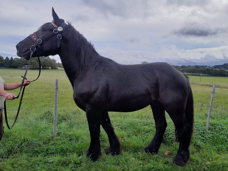 Autres chevaux de trait Hongre 3 Ans 160 cm Noir in Nettersheim