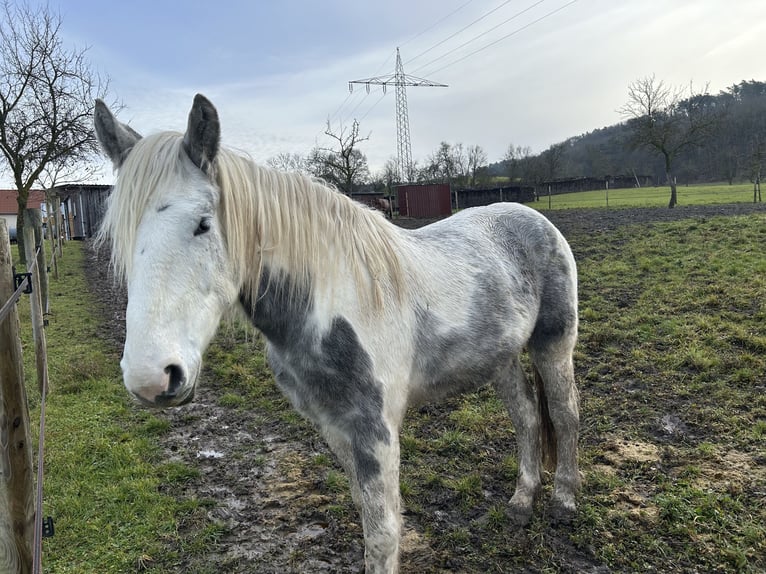 Autres chevaux de trait Croisé Hongre 3 Ans 160 cm Pinto in Ipsheim