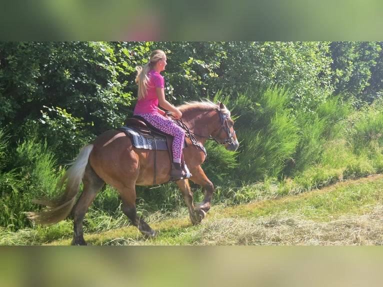 Autres chevaux de trait Hongre 4 Ans 152 cm Alezan brûlé in Linkenbach