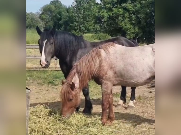 Autres chevaux de trait Hongre 4 Ans 155 cm Noir in Rechnitz