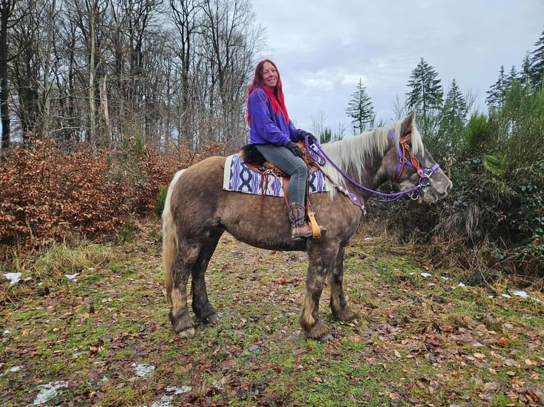 Autres chevaux de trait Hongre 4 Ans 156 cm Alezan brûlé in Linkenbach