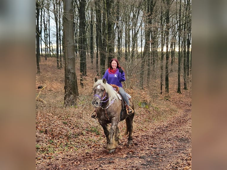 Autres chevaux de trait Hongre 4 Ans 156 cm Alezan brûlé in Linkenbach