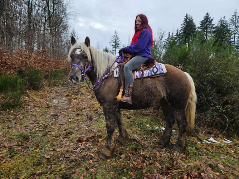 Autres chevaux de trait Hongre 4 Ans 156 cm Alezan brûlé in Linkenbach